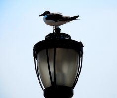 Photo 44